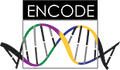 Encode logo.png